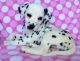 Dalmatian Puppies for sale in Tecate, CA 91987, USA. price: NA