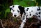 Dalmatian Puppies for sale in Georgetown, KY 40324, USA. price: $500