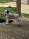 Dalmatian Puppies for sale in Hookstown Grade Rd, Clinton, PA 15026, USA. price: NA