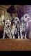 Dalmatian Puppies for sale in California Ave, Santa Monica, CA 90403, USA. price: NA