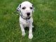 Dalmatian Puppies for sale in Jacksonville, FL, USA. price: NA