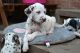 Dalmatian Puppies for sale in Fairhope Ave, Fairhope, AL 36532, USA. price: $400