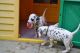 Dalmatian Puppies for sale in Florence St, Denver, CO, USA. price: $500
