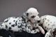 Dalmatian Puppies for sale in Erie, PA, USA. price: NA