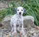 Dalmatian Puppies for sale in Nevada St, Newark, NJ 07102, USA. price: NA