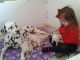 Dalmatian Puppies for sale in Albuquerque, NM 87101, USA. price: NA