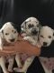 Dalmatian Puppies for sale in Clifton, NJ, USA. price: NA
