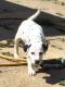 Dalmatian Puppies for sale in S First Colonial Rd, Virginia Beach, VA 23454, USA. price: NA