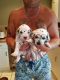 Dalmatian Puppies for sale in Lewiston, ME, USA. price: NA