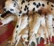Dalmatian Puppies for sale in NJ-17, Paramus, NJ 07652, USA. price: NA