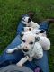 Dalmatian Puppies for sale in Mt Sterling, KY 40353, USA. price: NA
