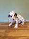 Dalmatian Puppies for sale in Omaha, NE, USA. price: NA