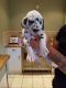 Dalmatian Puppies for sale in Omaha, NE, USA. price: NA