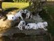 Dalmatian Puppies for sale in Fannettsburg Rd W, Fannettsburg, PA 17221, USA. price: NA