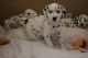 Dalmatian Puppies for sale in Fannettsburg Rd W, Fannettsburg, PA 17221, USA. price: NA