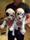 Dalmatian Puppies for sale in Nevada St, Bell, CA 90201, USA. price: NA