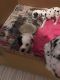 Dalmatian Puppies for sale in Baltimore, MD, USA. price: NA