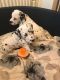 Dalmatian Puppies for sale in Springfield, IL, USA. price: $400