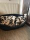 Dalmatian Puppies for sale in West Des Moines, IA, USA. price: $400