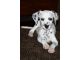 Dalmatian Puppies for sale in Virginia Beach, VA, USA. price: NA