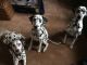 Dalmatian Puppies for sale in Texas City, TX, USA. price: NA