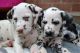 Dalmatian Puppies for sale in Austin, TX, USA. price: NA