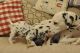 Dalmatian Puppies for sale in Reynoldsville, PA 15851, USA. price: NA