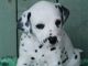 Dalmatian Puppies for sale in Reynoldsville, PA 15851, USA. price: NA