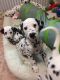 Dalmatian Puppies for sale in CA-111, Niland, CA 92257, USA. price: NA
