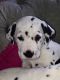 Dalmatian Puppies for sale in St. Louis, MO, USA. price: NA