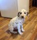 Dalmatian Puppies for sale in NJ-3, Clifton, NJ, USA. price: NA
