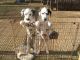 Dalmatian Puppies for sale in Califa St, Los Angeles, CA 91601, USA. price: NA
