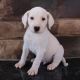 Dalmatian Puppies for sale in Canton, OH, USA. price: NA