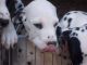 Dalmatian Puppies for sale in Fort Lauderdale, FL 33313, USA. price: NA
