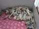 Dalmatian Puppies for sale in Cedar Grove, NJ 07009, USA. price: NA