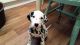 Dalmatian Puppies for sale in Corpus Christi, TX 78401, USA. price: NA