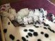 Dalmatian Puppies for sale in Crystal Spring, PA 15536, USA. price: NA