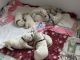 Dalmatian Puppies for sale in Crystal Spring, PA 15536, USA. price: NA
