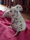 Dalmatian Puppies for sale in Brooklyn, MS 39425, USA. price: NA