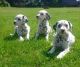 Dalmatian Puppies for sale in Ridgeville Corners, OH 43555, USA. price: NA
