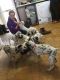 Dalmatian Puppies for sale in 662 Fulton St, Brooklyn, NY 11207, USA. price: NA