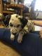 Dalmatian Puppies for sale in 415 Greenwich St, New York, NY 10013, USA. price: NA