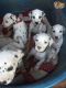 Dalmatian Puppies for sale in Indianapolis Blvd, Hammond, IN, USA. price: NA