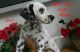 Dalmatian Puppies for sale in Beavertown, PA 17813, USA. price: NA