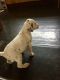 Dalmatian Puppies for sale in Manchester, NH, USA. price: NA