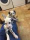 Dalmatian Puppies for sale in 803 South Carolina Ave SE, Washington, DC 20003, USA. price: $400