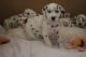 Dalmatian Puppies for sale in Memphis, TN 37501, USA. price: $400