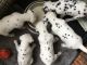 Dalmatian Puppies for sale in Dayton, OH, USA. price: NA