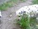 Dalmatian Puppies for sale in San Diego Ave, San Diego, CA, USA. price: NA