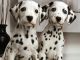 Dalmatian Puppies for sale in Wilmar, AR 71675, USA. price: NA
